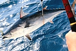 Big game fishing Croatia