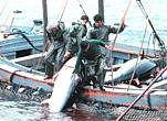 Coastal tuna trap near Gibraltar